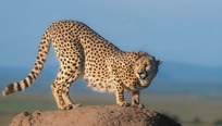 Masai Mara